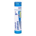 Boiron Ledum Palustre - Tube Granulés - 9CH