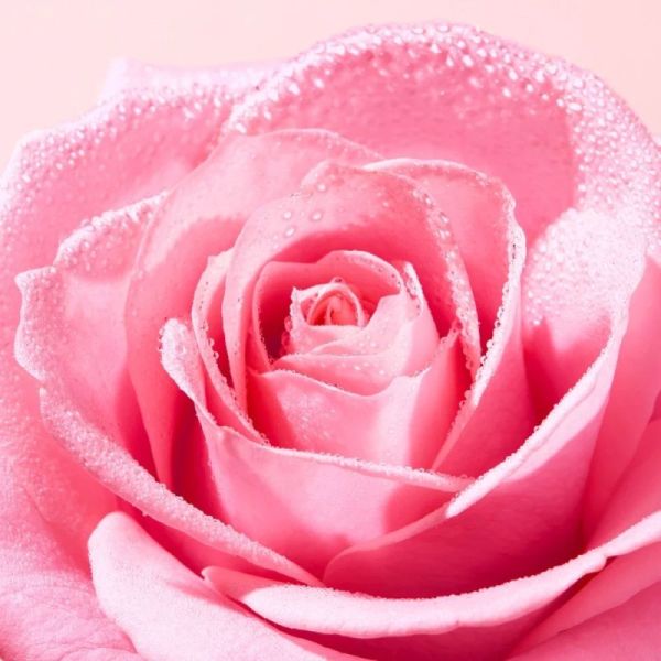 Nuxe Very Rose Crème Mains et Ongles Apaisante 50ml - Hydrate, Adoucit, Protège