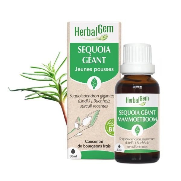 Herbalgem Concentré de Bourgeon de Séquoia Géant Bio - 30ml