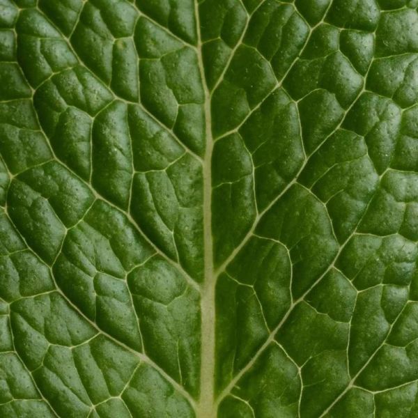 Respire Déodorant stick Menthe Eucalyptus 50 g - Efficacité 48h