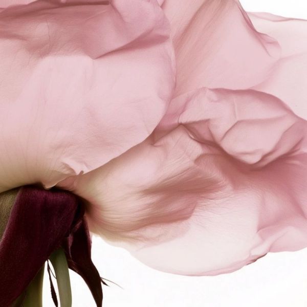 Melvita Eau Florale de Rose 200 ml - Hydrater revitaliser rafraîchir