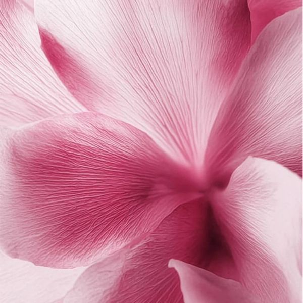 Musc Intime Sakura Déodorant Solide Parfumé 50g – Fraîcheur et protection
