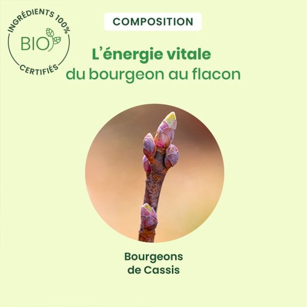 HerbalGem Cassis Bio 30ml – Vitalité et confort articulaire