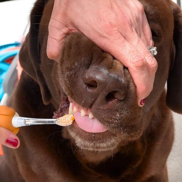 Neopulse Brosse à Dents pour Chien NEODOG - Brossage manuel ou micro-vibrations
