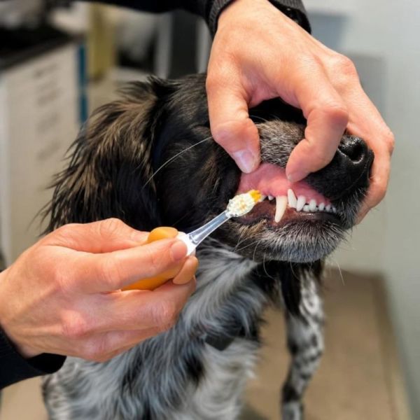 Neopulse Brosse à Dents pour Chien NEODOG - Brossage manuel ou micro-vibrations