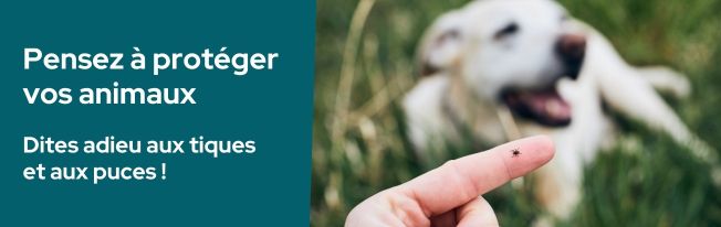 Protégez vos animaux des puces et des tiques
