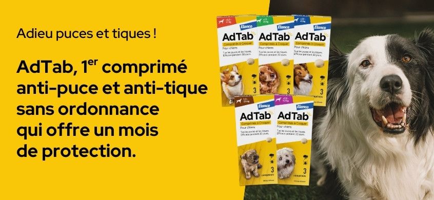 AdTab : Protégez votre chien contre les puces et les tiques